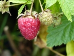 Rubus idaeus 'Glen Ample'